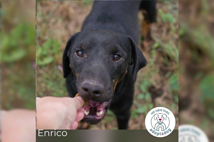 Enrico