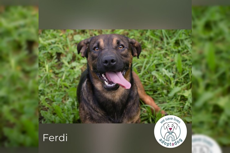 Ferdi