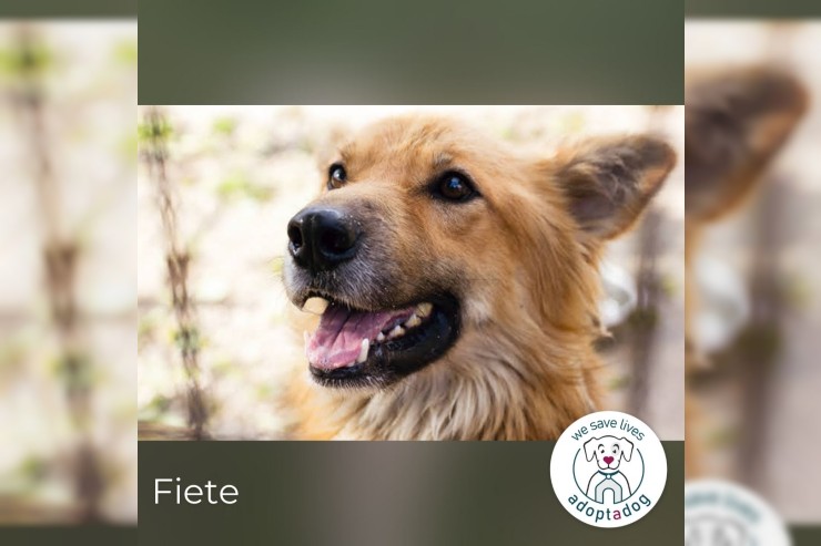 Fiete