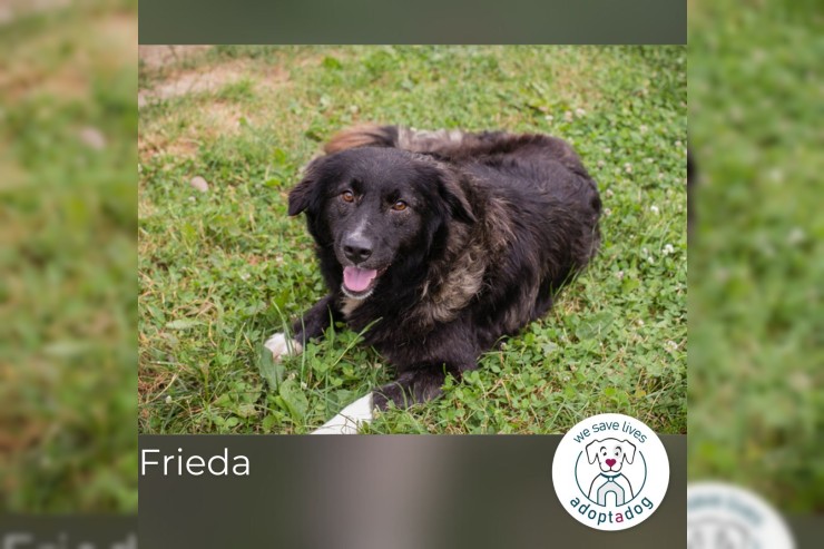 Frieda