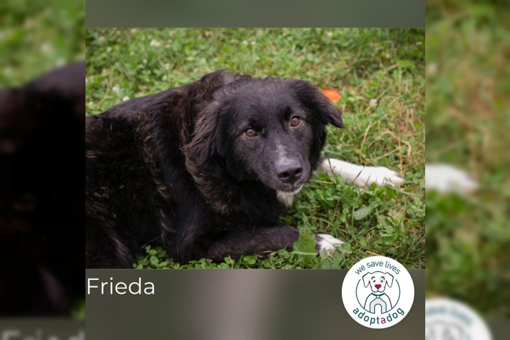 Frieda