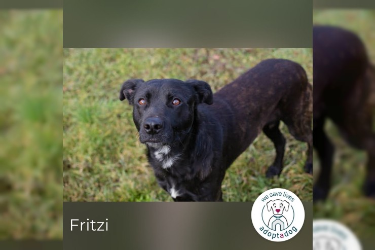 Fritzi