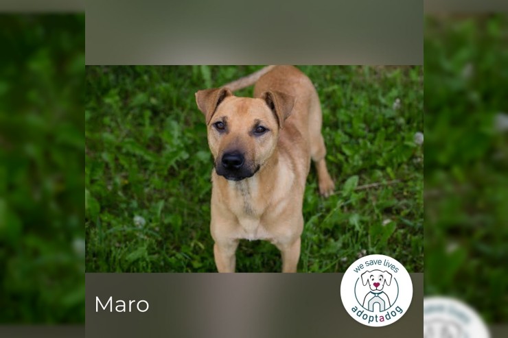 Maro