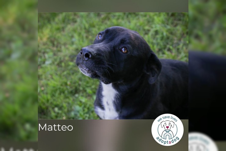 Matteo