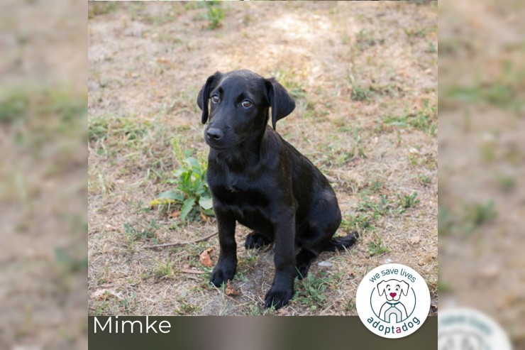 Mimke