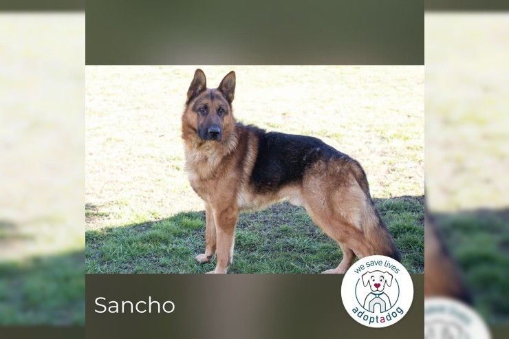 Sancho