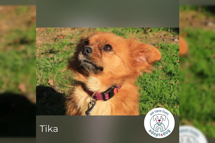 Tika