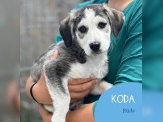 Koda