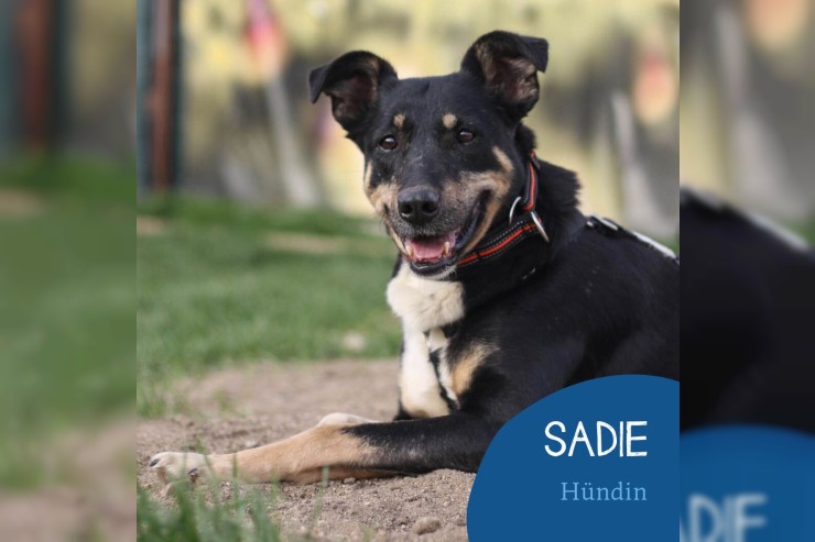 Sadie