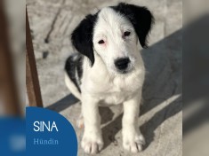 Sina