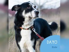 Dayo