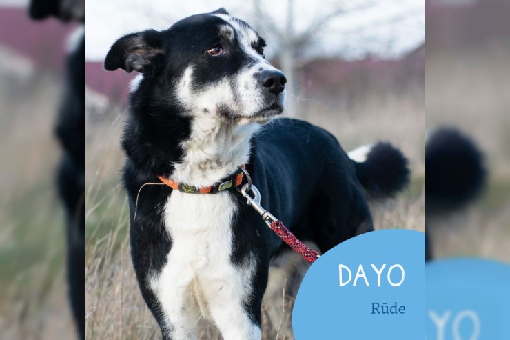 Dayo