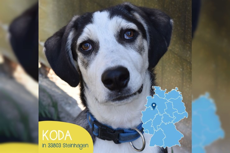 Koda