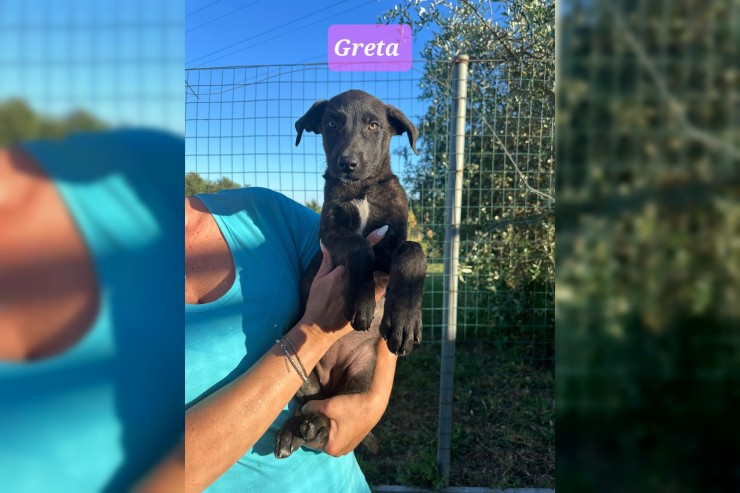 Greta