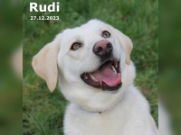 Rudi