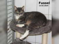 Fussel