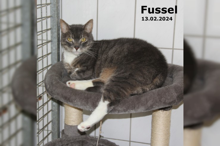 Fussel