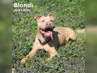 Blondi