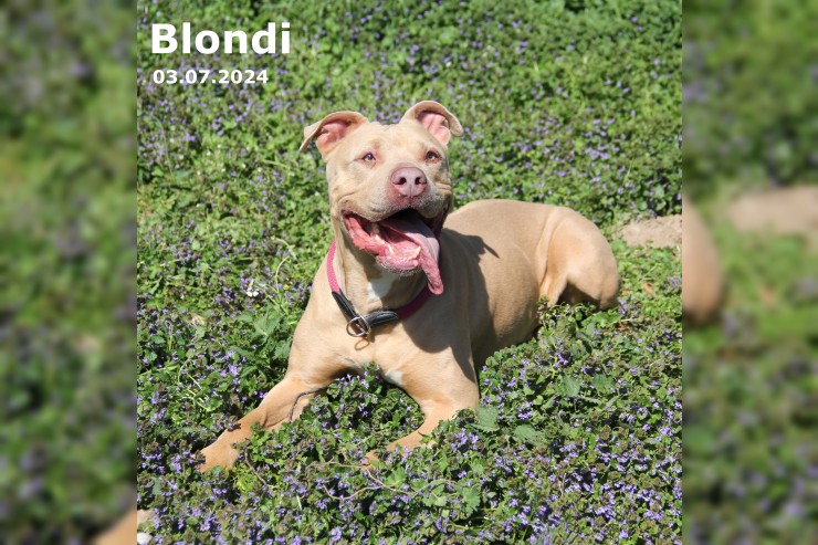 Blondi