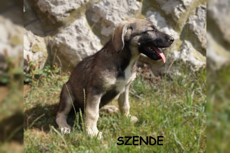 Szende