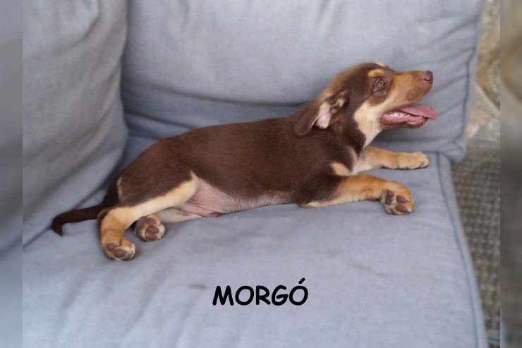 Morgo