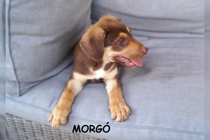 Morgo