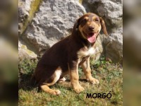 Morgo