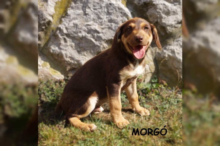 Morgo