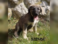 Szende