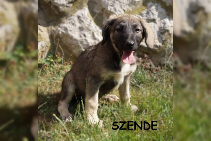 Szende