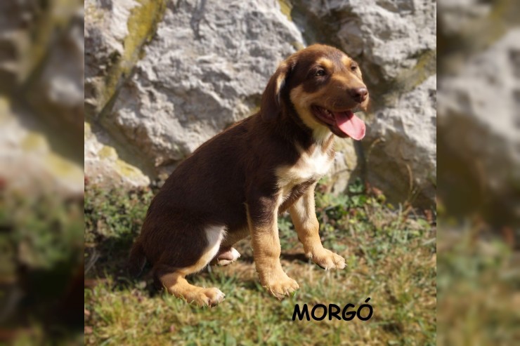 Morgo