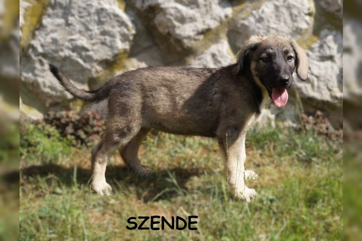 Szende