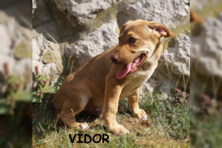 Vidor