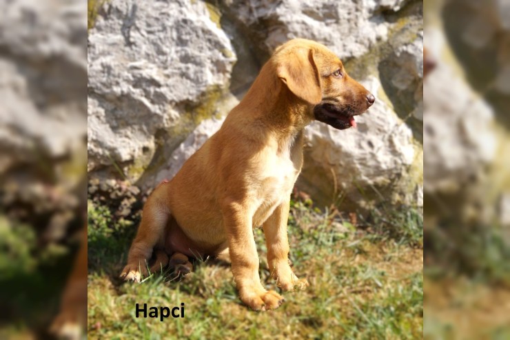 Hapci