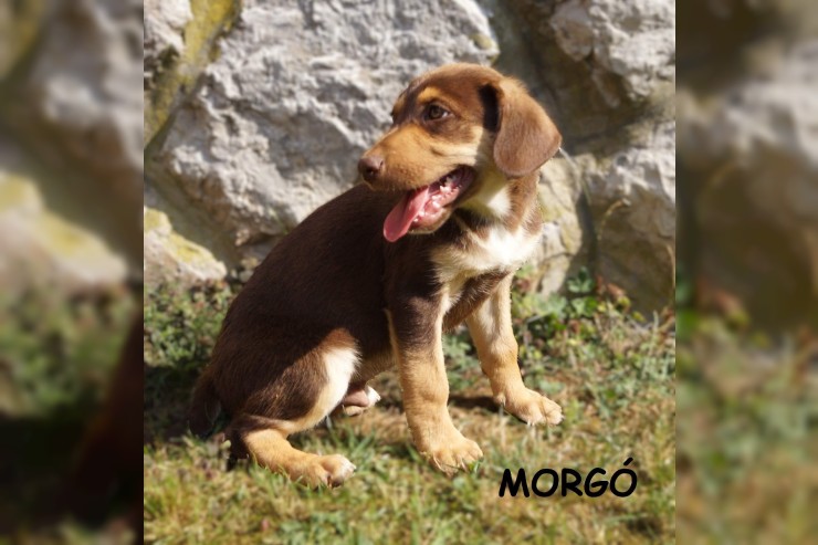 Morgo