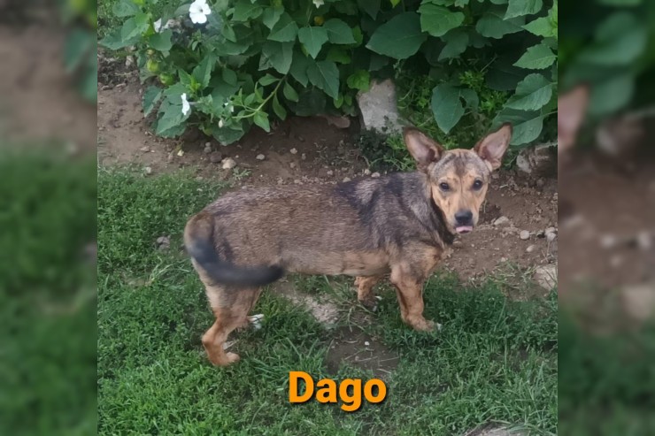 Dago