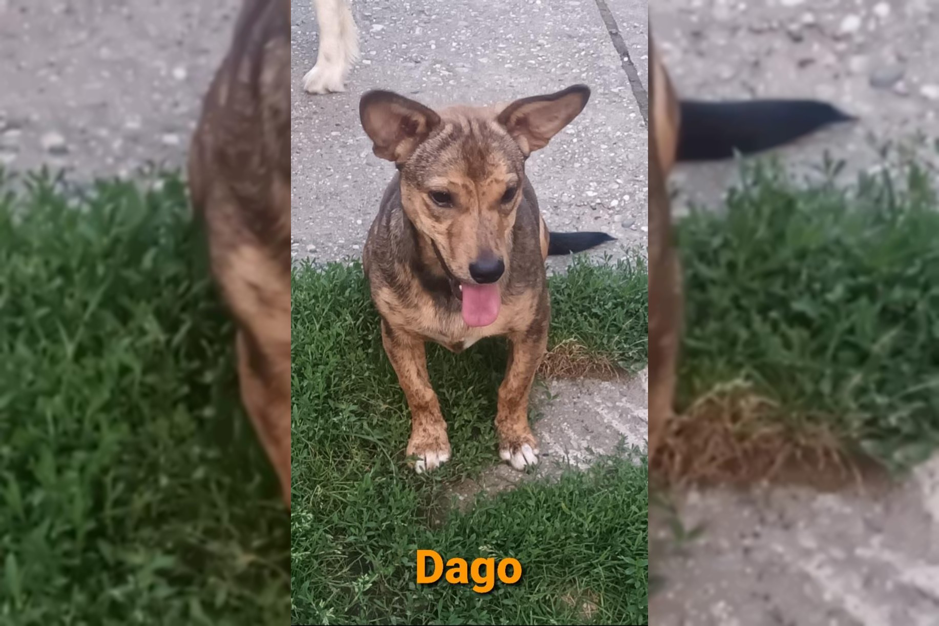 Dago