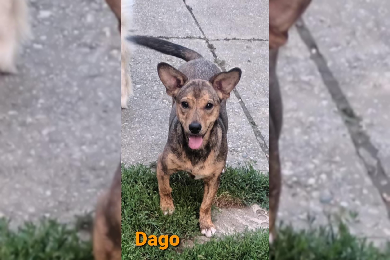 Dago