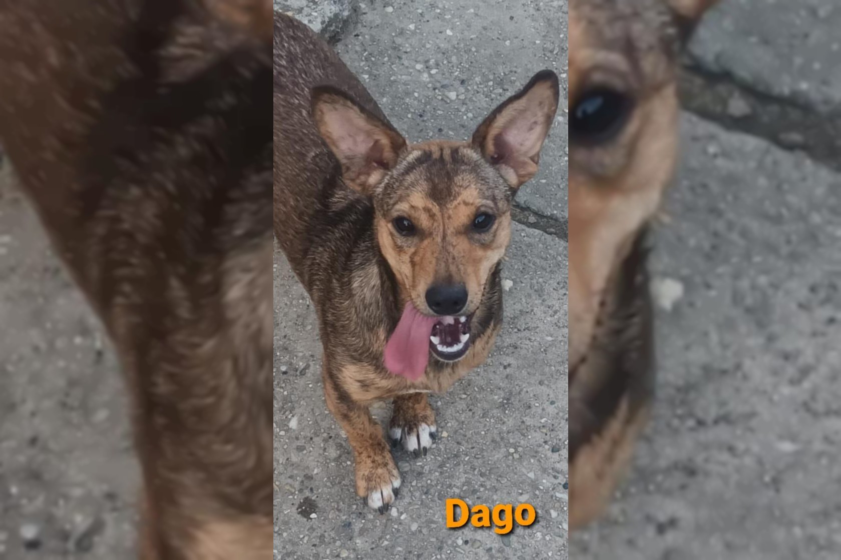 Dago