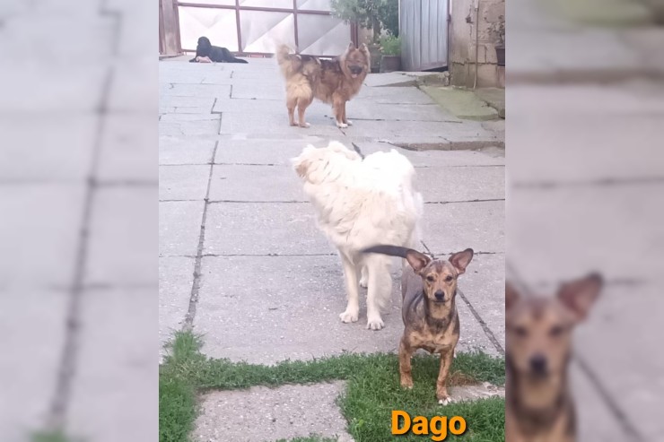 Dago