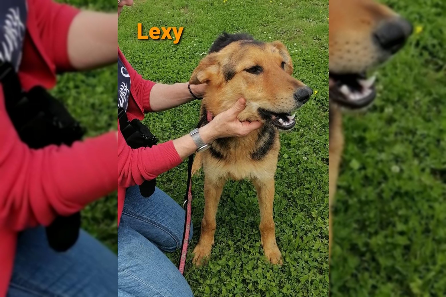 Lexy