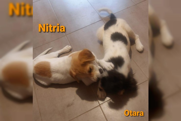 Nitria