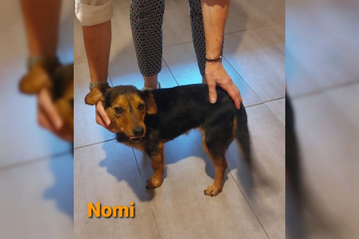 Nomi