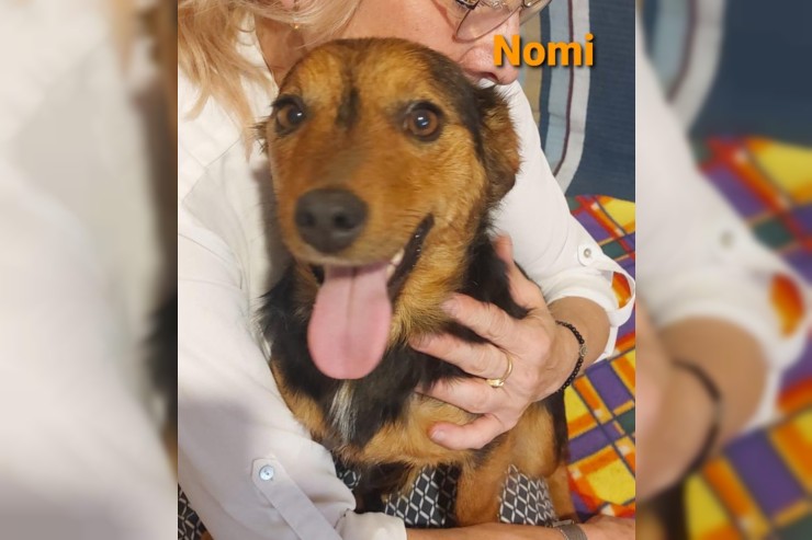 Nomi