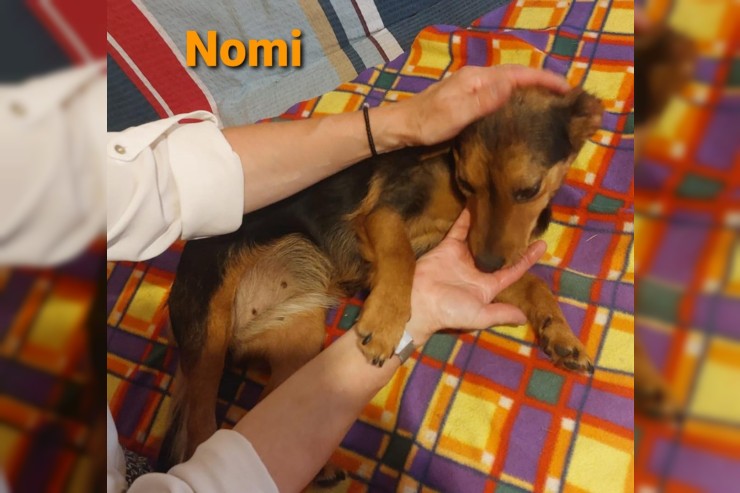 Nomi