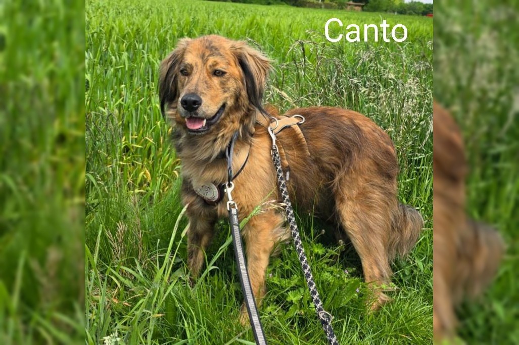 Canto