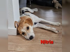 Nitria