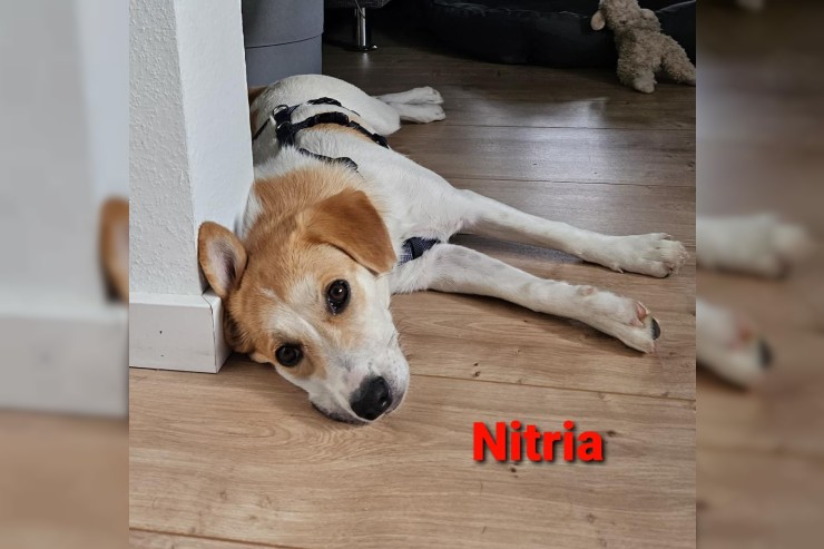 Nitria