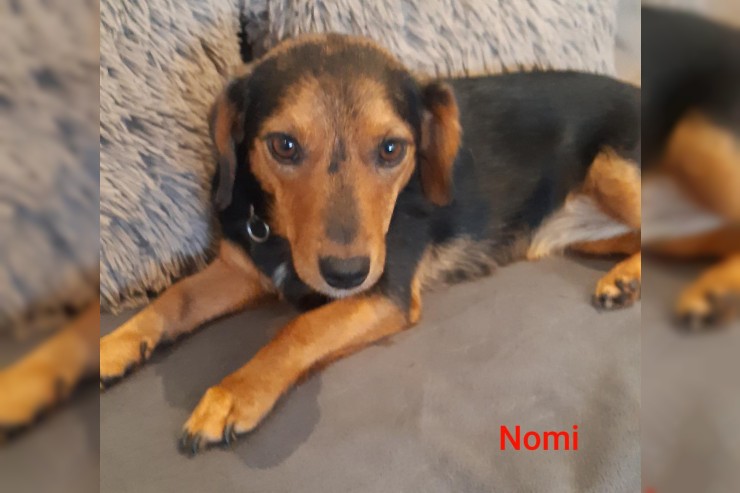 Nomi