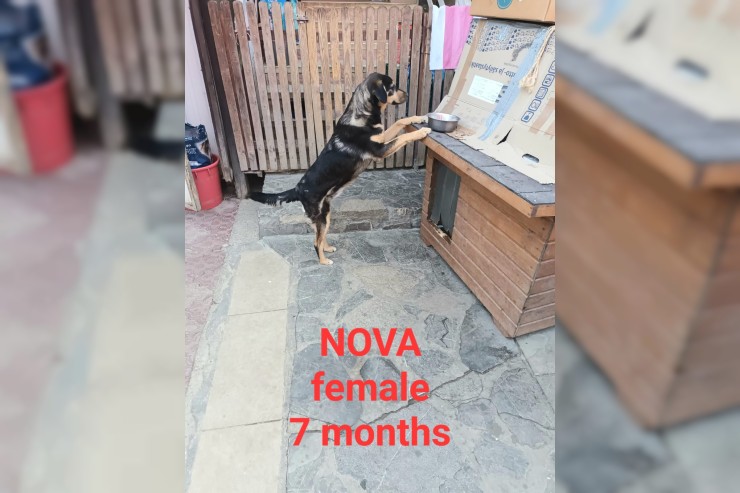 Nova